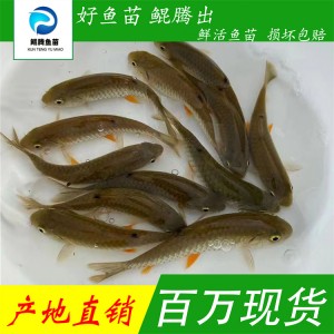 鲲腾水产军鱼苗 人工养殖 原产地鲜活水产 快速生长