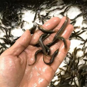 鲲腾水产 原产地泥鳅苗 鲜活水产