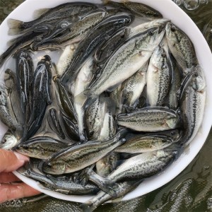 加州鲈鱼苗人工养殖常温养殖原产地汽运空运鲜活水产