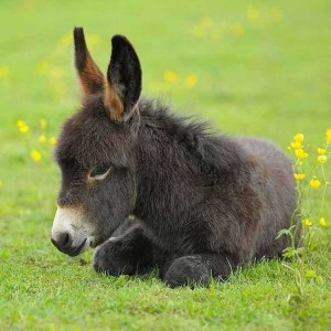 求购 家养宠物驴活物小毛驴养殖宠物驴驹子