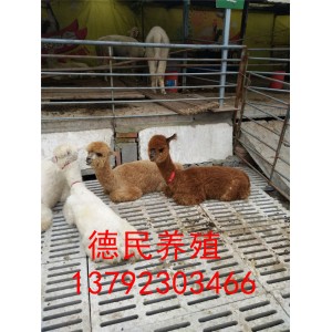 活体羊驼价格