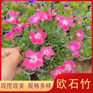求购 盆栽小苗种植 绿化 易栽培