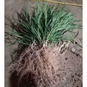 求购 大叶麦冬草基地 耐寒耐阳